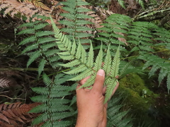 Lophosoria quadripinnata