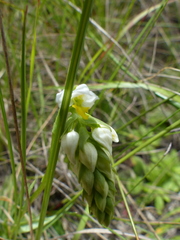 Schizochilus flexuosus