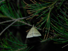 Epidesmia hypenaria