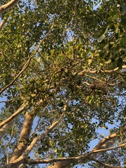 Dendrophthora bermejae