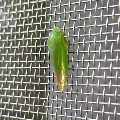 Iassinae