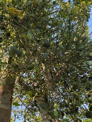 Dendrophthora bermejae