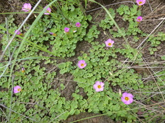 Oxalis obliquifolia