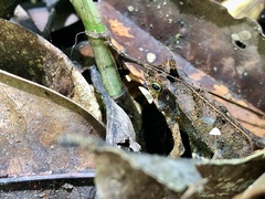 Rhinella margaritifera