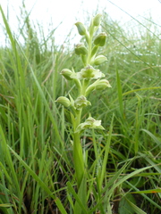 Pterygodium hastatum