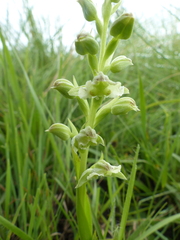 Pterygodium hastatum