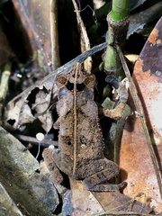 Rhinella margaritifera