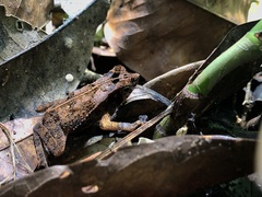 Rhinella margaritifera