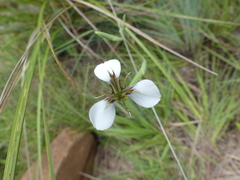 Moraea brevistyla