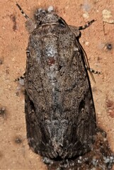 Spodoptera mauritia