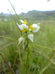 Schizochilus flexuosus