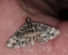 Eucymatoge peplodes