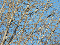 Cyanopica cyanus