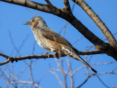 Hypsipetes amaurotis