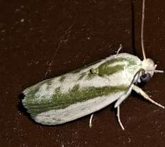 Earias huegeliana