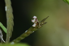 Podochilus