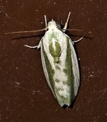Earias huegeliana