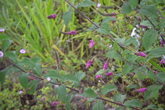 Lantana trifolia