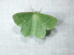 Geometra papilionaria