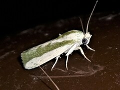Earias huegeliana