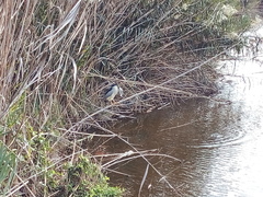 Nycticorax nycticorax