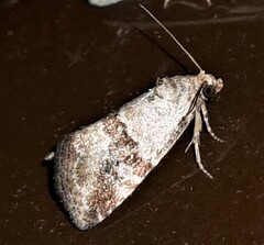 Maliattha amorpha