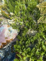 Caulerpa flexilis