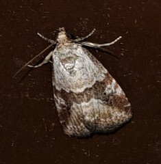 Maliattha amorpha