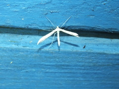 Pterophorus pentadactyla