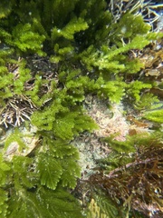 Caulerpa flexilis