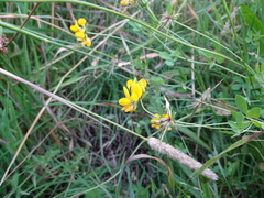 Lotus uliginosus