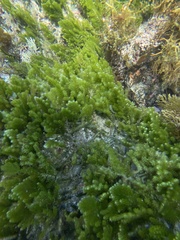 Caulerpa flexilis
