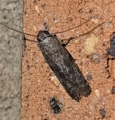 Cryptoblabes hemigypsa