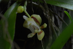 Pteroceras fragrans