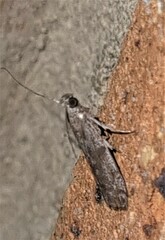 Cryptoblabes hemigypsa