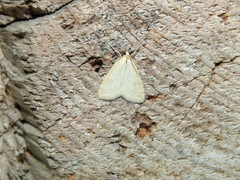 Udea lutealis