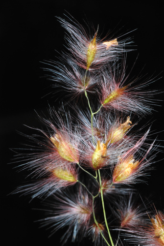Melinis repens
