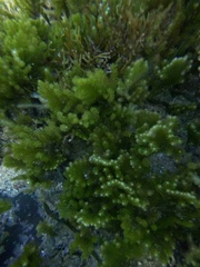 Caulerpa flexilis