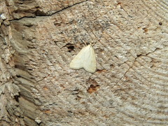 Udea lutealis