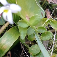Lobelia hederacea