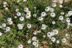 Helichrysum leucopsideum