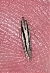 Leptosaces schistopa