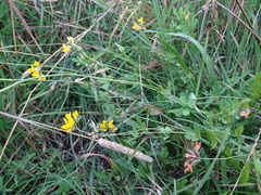 Lotus uliginosus