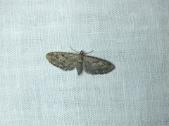 Eupithecia vulgata