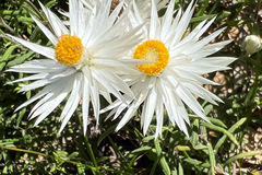 Helichrysum leucopsideum