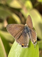 Hypolycaena philippus