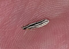 Leptosaces schistopa