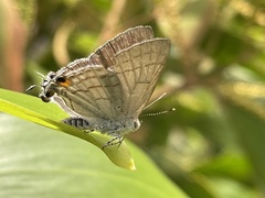 Hypolycaena philippus