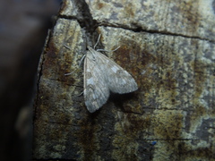 Udea olivalis