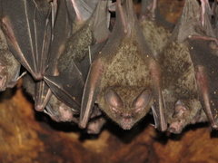 Trachops cirrhosus